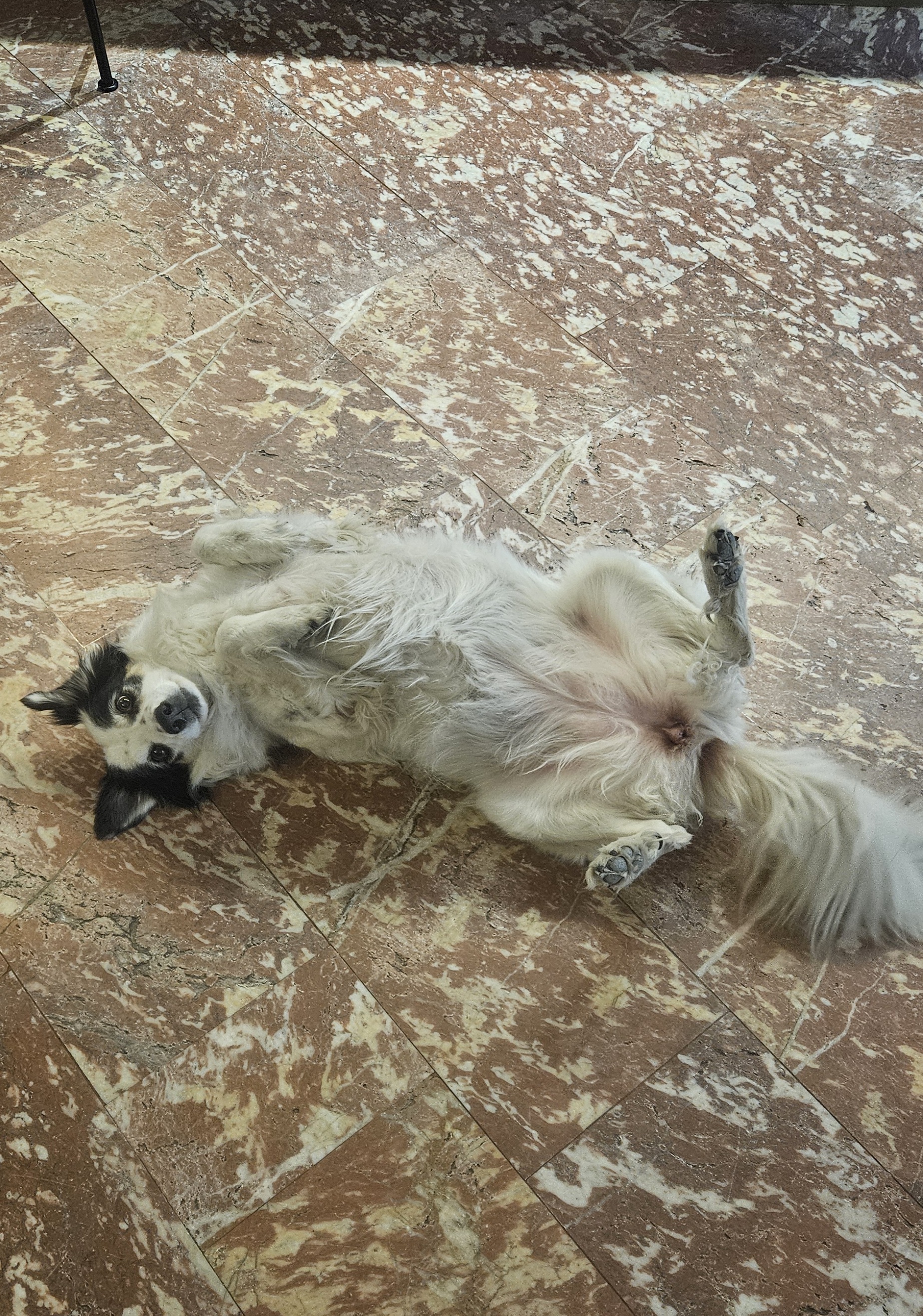Animal de compagnie accueilli à l'Hôtel Lons à Foix